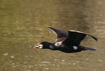 Black cormorant